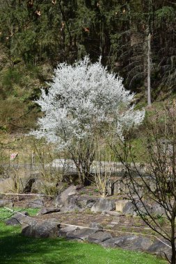 Beyaz çiçekli güzel bahar manzarası