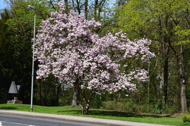 İlkbaharda güzel kiraz çiçekleri, Japonya