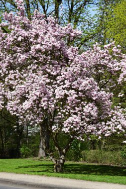 Parkta kiraz ağacı