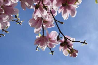 beautiful pink flowers in the garden clipart