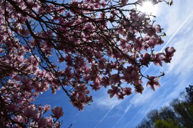 beautiful pink cherry blossom in spring clipart