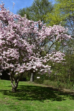 Parkın güzel manzarası