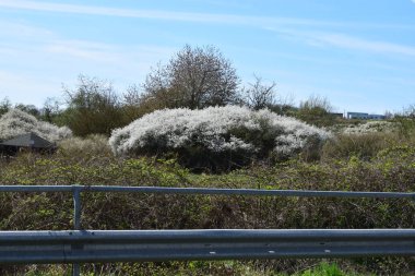 Ormanda bir sürü bitkiyle birlikte beyaz çitin dikey görüntüsü.