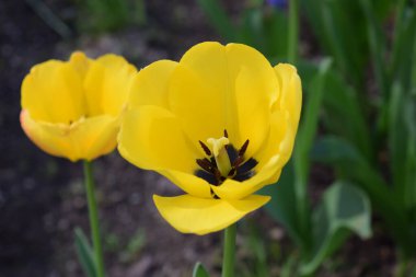 Bahçedeki güzel sarı lale.