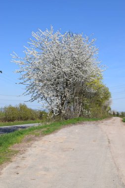İlkbahar kırsal yolda