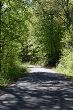 Ormanda yol