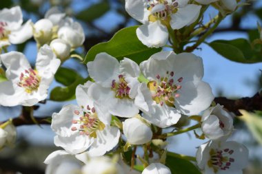 elma ağacı güzel beyaz çiçekler