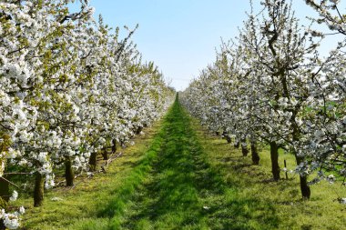 Beyaz çiçekli elma bahçesi ve mavi gökyüzü