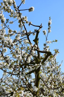 Kiraz dalında beyaz çiçekler