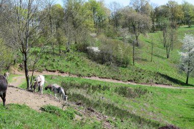 Güzel manzaralı bahar zamanı