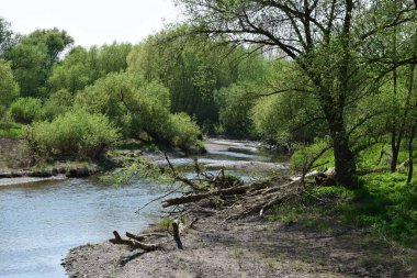 İlkbaharda ağaçların arasından bir nehir akar..