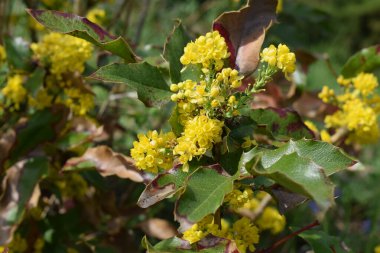 Kapalı - bahçedeki güzel çiçeklerin manzarası