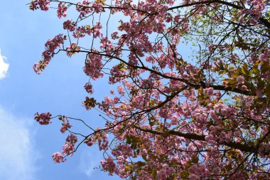 cherry blossom in japan clipart