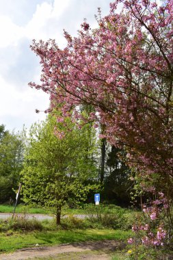 Parkta güzel bahar çiçekleri
