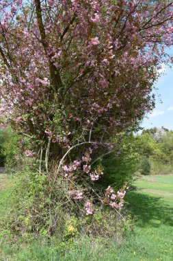 Hollanda 'da bahar manzarası