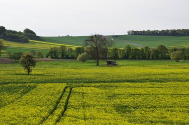 Ağaçlarla kaplı güzel bir manzara.