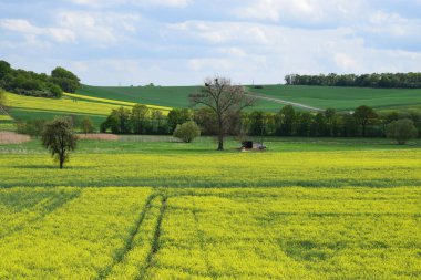 İlkbaharda tecavüz sahası