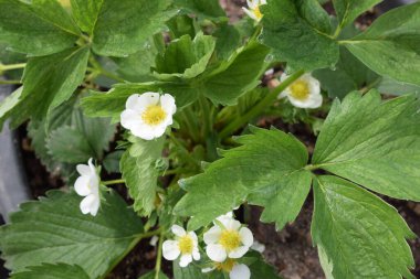 Bahçede beyaz çiçekler