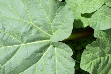 Bahçedeki yeşil bitki