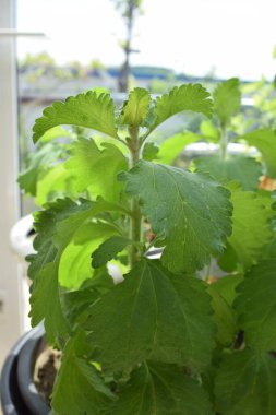 bir bitkinin yeşil yaprakları