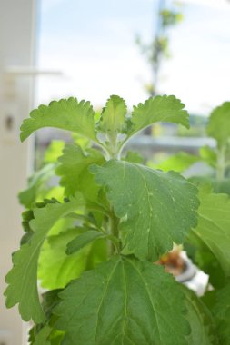 Bahçedeki yeşil bitki