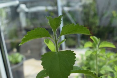 Güzel botanik fotoğrafı, doğal duvar kağıdı.