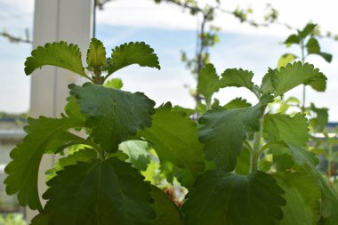 Yapraklı taze yeşil bitki