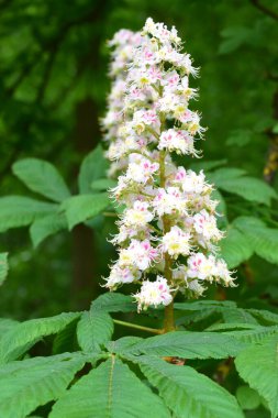 Çiçek açan beyaz çiçeklere yaklaş