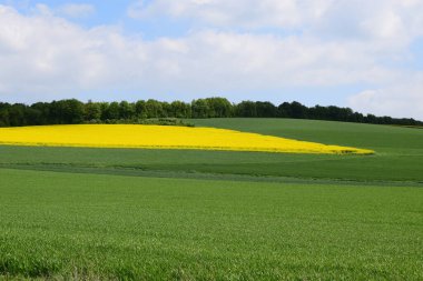 İlkbaharda çiçek açan sarı tecavüz çiçekleri.