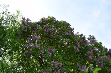 Parktaki bir ağacın mor çiçekleri.