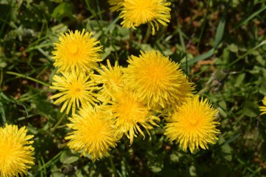 Ormanda sarı çiçekler.