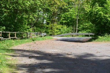 Ormanda yeşil çimen olan eski ahşap köprü