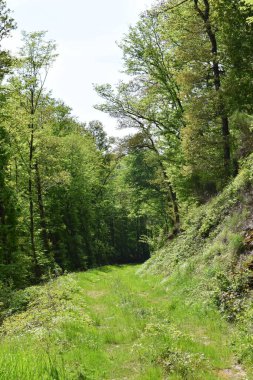 Yeşil ormandaki patika