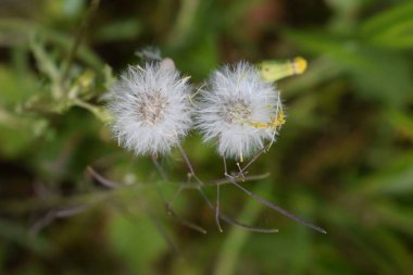 Yeşil çimlerde beyaz tüylü karahindibalar