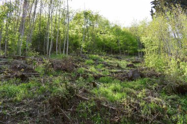 Ağacı ve ormanı olan güzel bir manzara.
