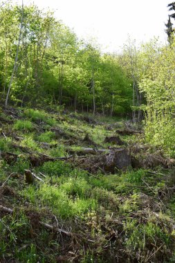 Bahar ormanı güneşli bir günde