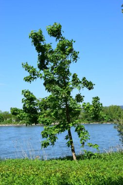 green leaves on the tree clipart