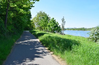 Parktaki gölün yolu, ağaçlar ve mavi gökyüzü.
