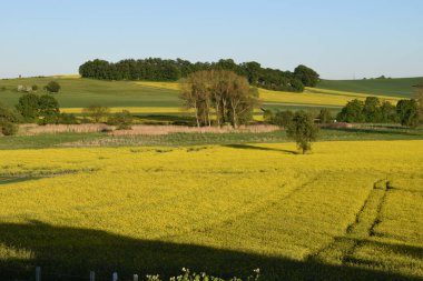Yeşil ve mavi buğday tarlasının güzel manzarası