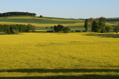 Mavi gökyüzü ve beyaz bulutlu sarı tarla