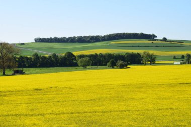 Yeşil tarlası ve mavi gökyüzü olan güzel bir manzara.