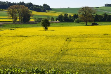 Sarı tecavüz tarlası olan güzel bir manzara