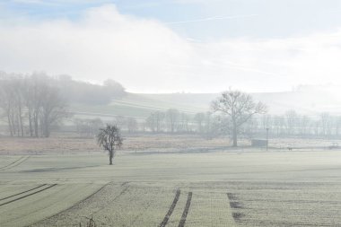 Ağaçlarla kaplı sisli bir arazi.