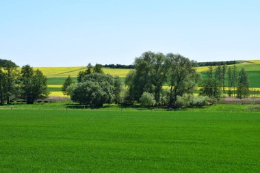 Çimen tarlası ve mavi gökyüzü olan güzel bir manzara.