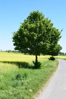 Kırsalda ağaç ve yol