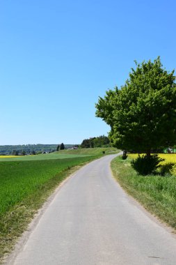 Ağaçların arasından geçen bir köy yolu