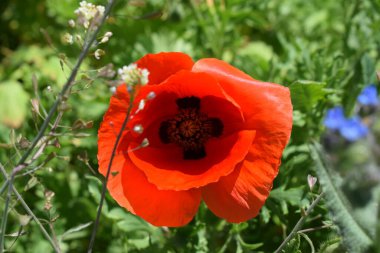 Bahçedeki kırmızı çiçek