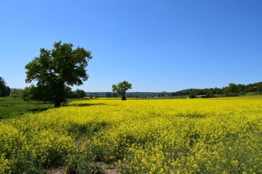 Sarı çiçekler ve mavi bir gökyüzü.