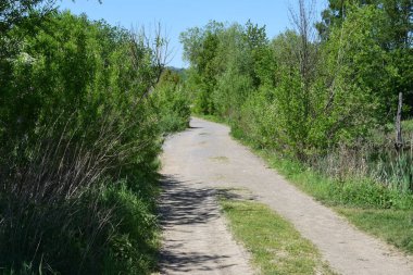 Parktaki yeşil bir yolun güzel bir görüntüsü.