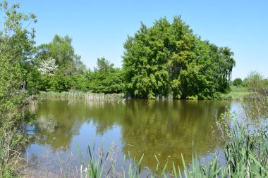 Parkta nehri olan güzel bir manzara.